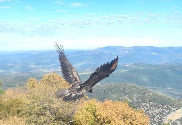 El Gobierno de Aragón reintegra al medio natural a Esco, un pollo de quebrantahuesos recuperado tras ser encontrado desnutrido en Salvatierra de Esca