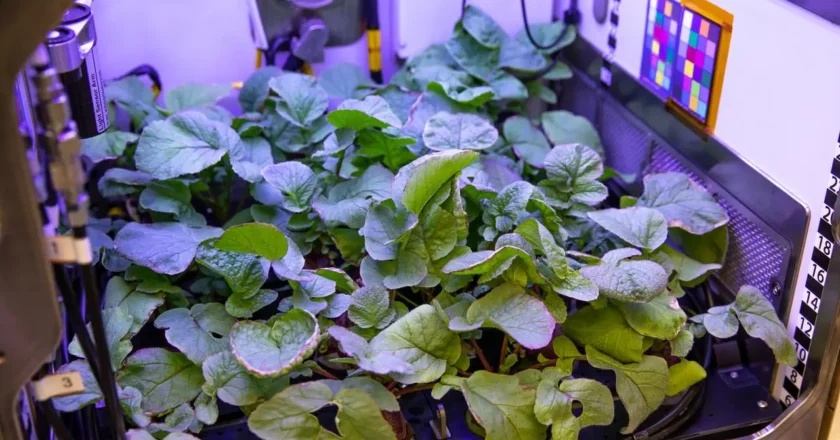 Nuevos cultivos y propuestas de investigación en salud para ayudar a NASA en la exploración avanzada