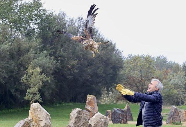 Aragón libera 9 milanos reales criados en La Alfranca para apoyar la recuperación de una especie en peligro de extinción